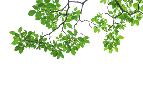 istock Green tree leaves and branches isolated on white background 833779308