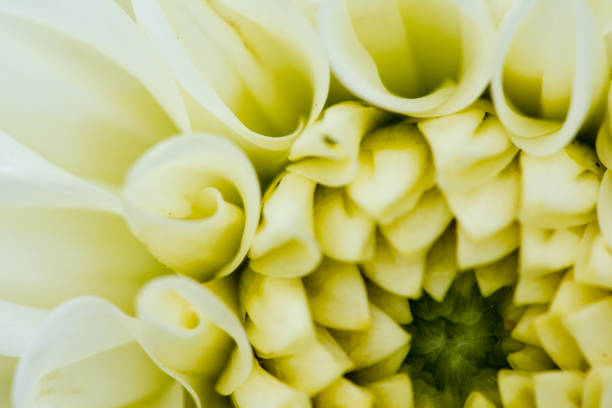 istock macro closeup of a flower 833781696