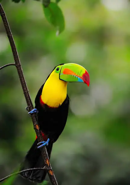 close-up of a keel-billed toucan  (Ramphastos sulfuratus), also known as sulfur-breasted toucan or rainbow-billed toucan in the rainforest of costa rica
