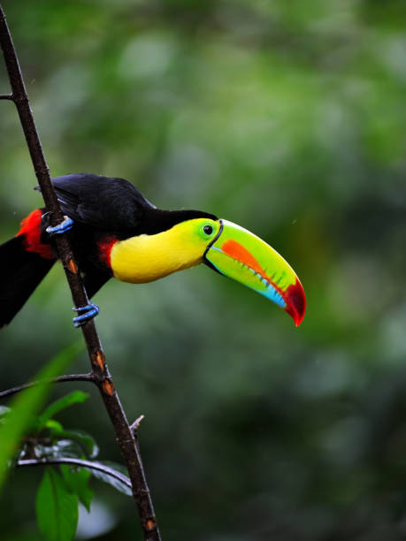 keel-billed toucan in costa rica close-up of a keel-billed toucan  (Ramphastos sulfuratus), also known as sulfur-breasted toucan or rainbow-billed toucan in the rainforest of costa rica rainbow toucan stock pictures, royalty-free photos & images