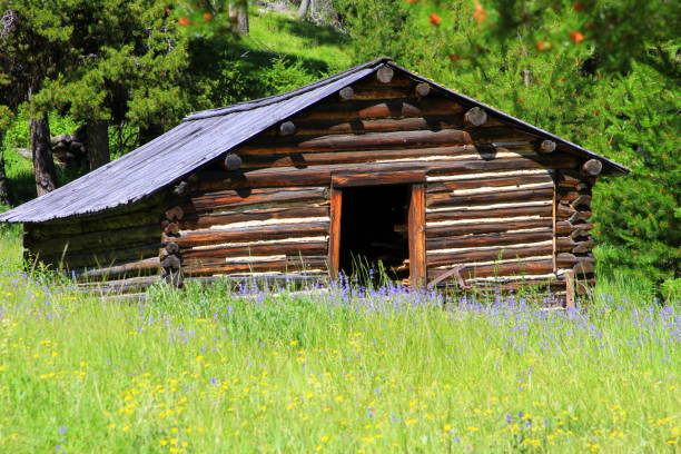 Cabin in a Purple flowered meadow Old miners cabin in a meadow with purple flowers. miners cabin stock pictures, royalty-free photos & images