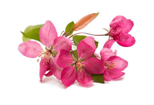 istock pink flowers on an apple-tree 833786374