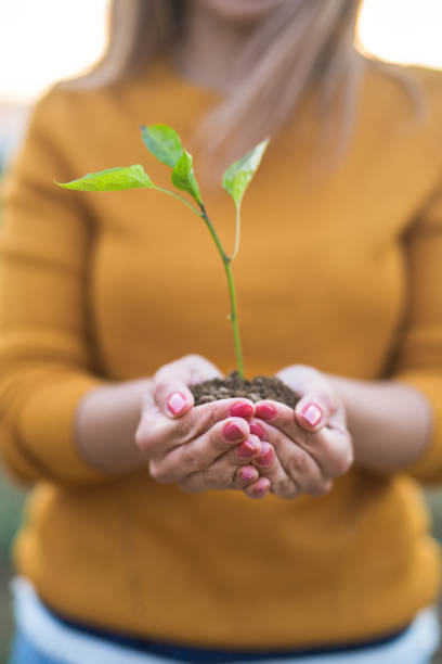 istock Female hands holding young plant 833804174
