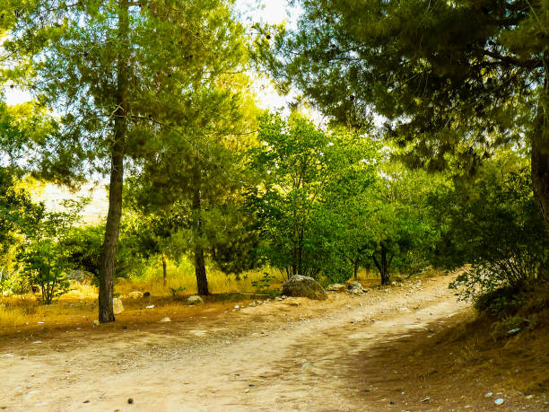 Nature and plants around the countryside of Jerusalem part of The National Trek