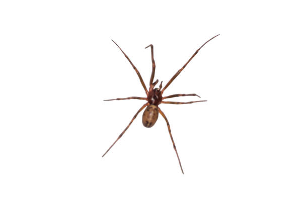 istock Scary spider with long paws isolated on white background 833876474
