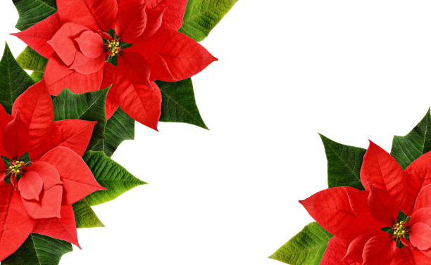 istock Christmas poinsettia flowers corners 833884296