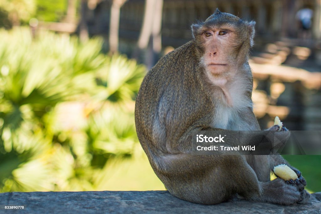 A monkey eating a banana sitting on the ruins of Angkor Wat in Siem Reap, Cambodia Angkor Stock Photo