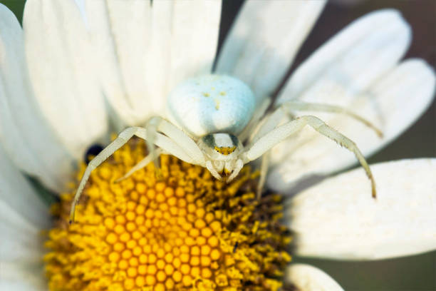 istock White Flower crab spider Misumena on daisy 833891654