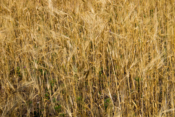 поле спелой золотой пшеницы крупным планом - kansas wheat bread midwest usa стоковые фото и изображения