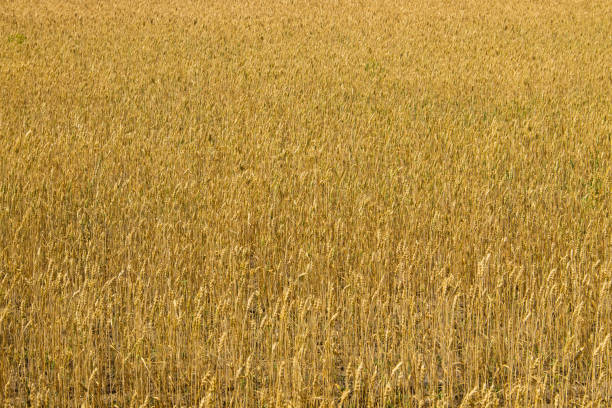 поле спелой золотой пшеницы крупным планом - kansas wheat bread midwest usa стоковые фото и изображения