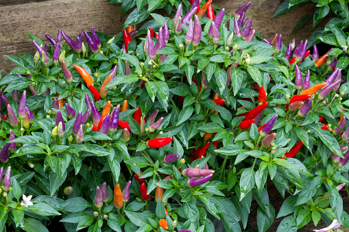 Ornamental Pepper Plants with Purple, Red and Orange Peppers