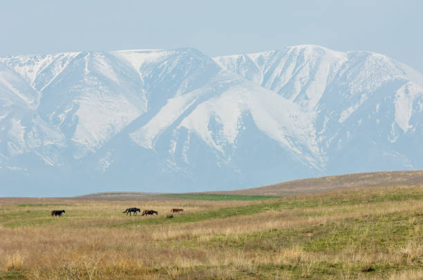 istock Horses graze in the mountains 833901530