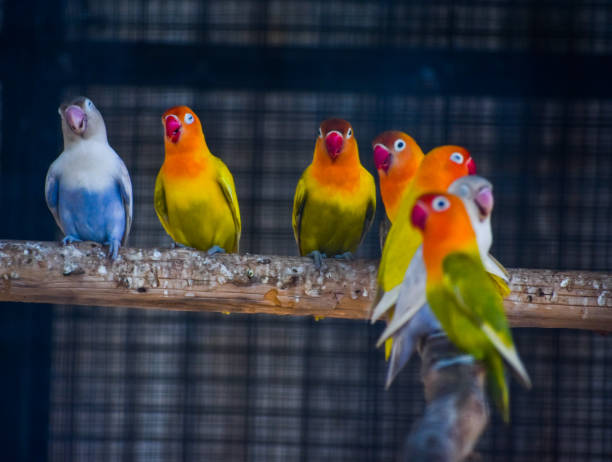 istock Colorful love birds 833914160