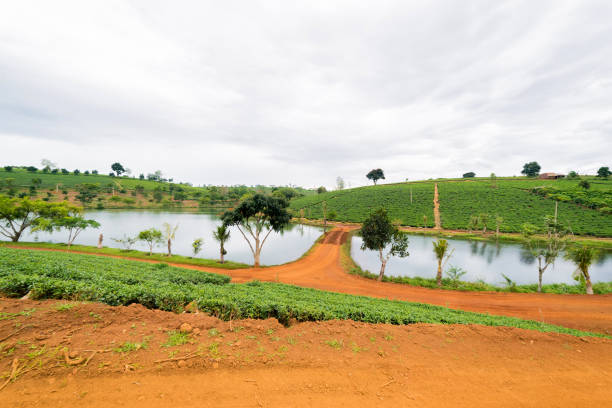 istock The tea field beside the river 833918360