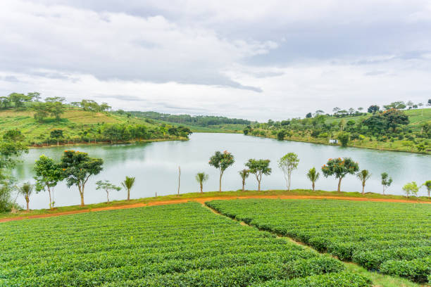 istock Tea plant beside the river 833919138