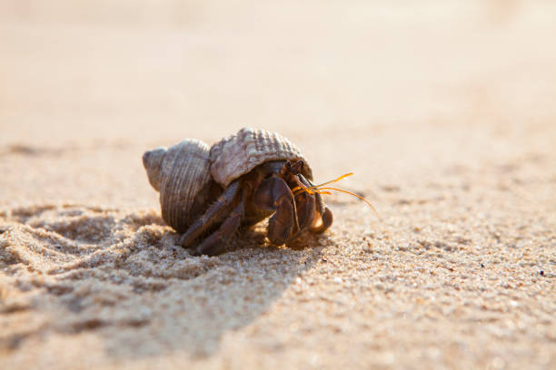 istock close up; Hermit crab on tropical beach 833938354