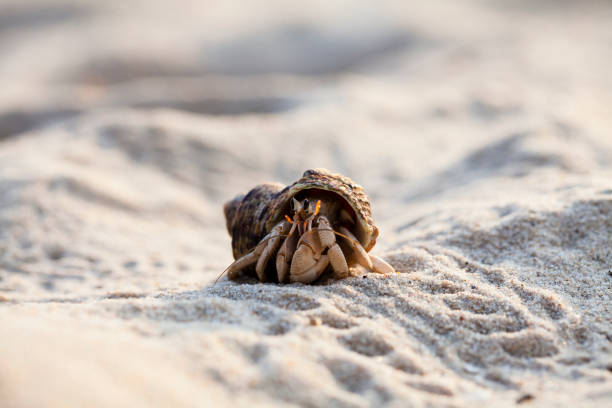 istock close up; Hermit crab on tropical beach 833938380