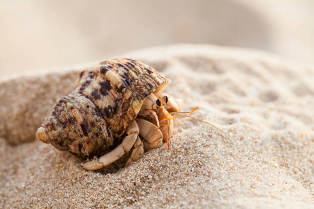 istock close up; Hermit crab on tropical beach 833938466