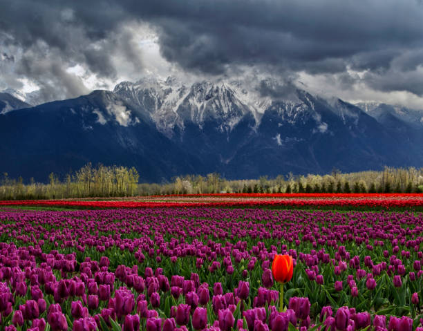 istock One orange tulip standing out tall in the fields, Agassiz, BC, Canada 833986160