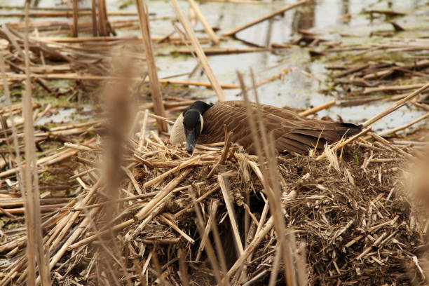 istock Female goose nesting by the water 833991684