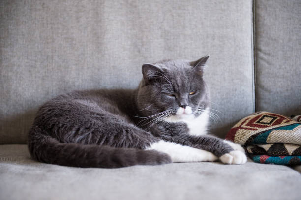 istock Gray British shorthair cats, indoors 834017910