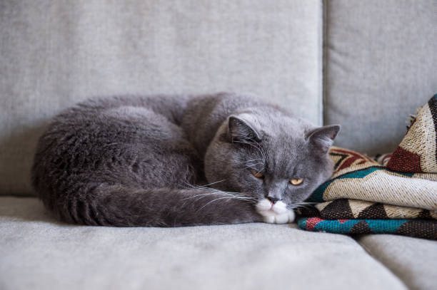 istock Gray British shorthair cats, indoors 834017956