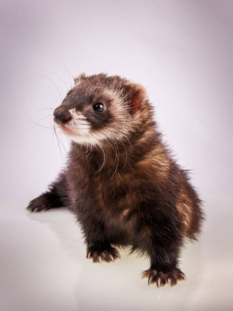 istock Portrait of sable ferret 834021458