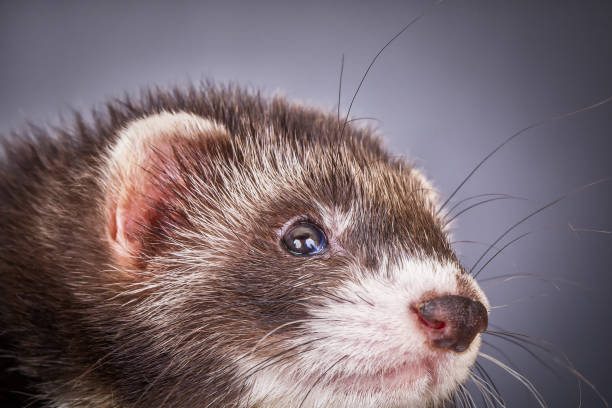istock Portrait of sable ferret 834022168