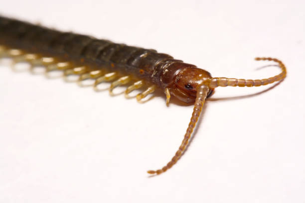 istock Close-up/Macro in Focus of the centipede on a white background 834022254