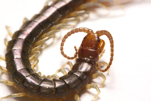 brown Centipede with armor in nature, note shallow depth of field