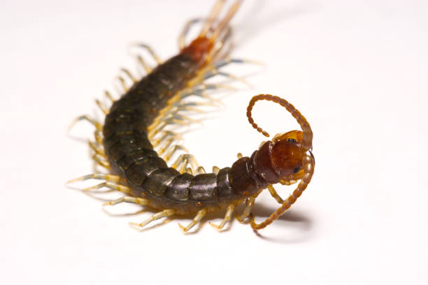 istock Close-up/Macro in Focus of the centipede on a white background 834022388