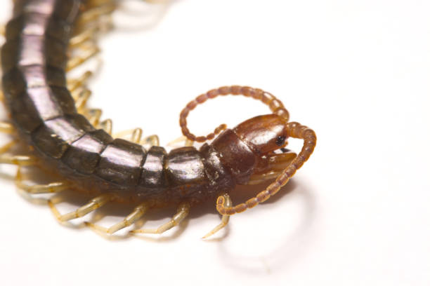 istock Close-up/Macro in Focus of the centipede on a white background 834022452