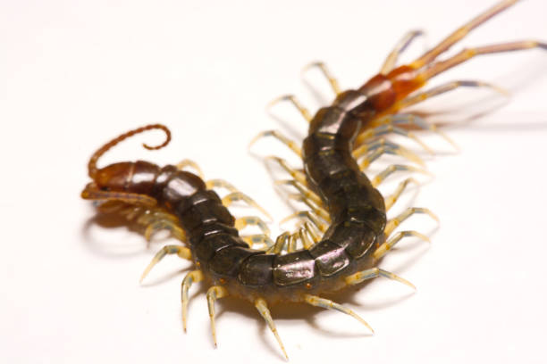 istock Close-up/Macro in Focus of the centipede on a white background 834022542