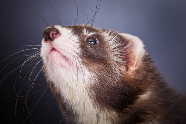 istock Portrait of sable ferret 834022554