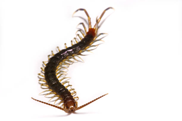 istock Close-up/Macro in Focus of the centipede on a white background 834022648