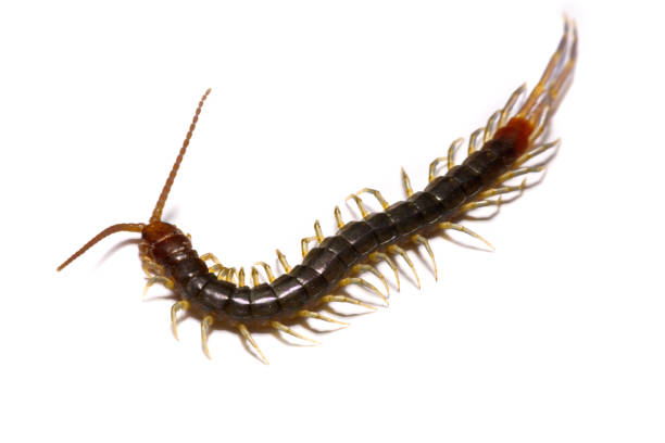 istock Close-up/Macro in Focus of the centipede on a white background 834022864