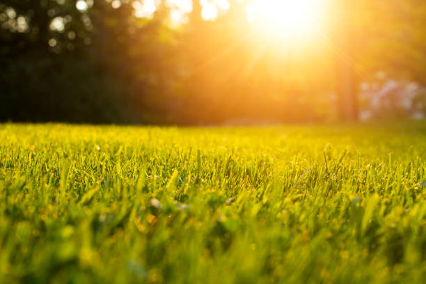 istock Tranquil fresh grass for growth and water concept mother nature.  Copy space for text. 834023352