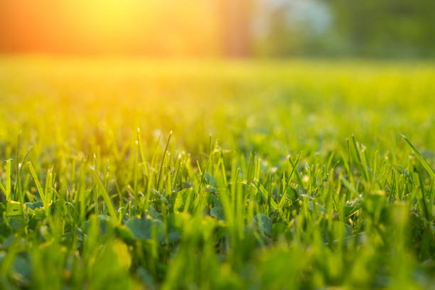 istock Tranquil fresh grass on lawn for orange sunset and life force emotional with copyspace for text and words. 834023376