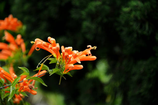 istock Bignonia floribunda Hort 834023700