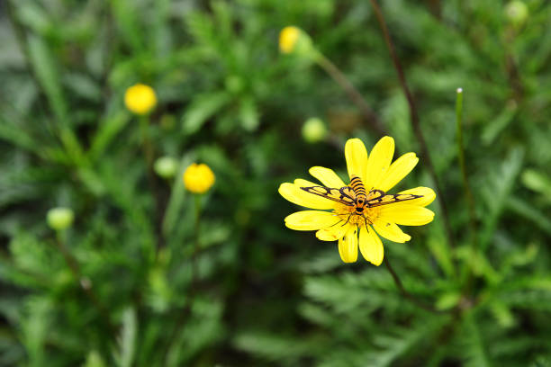 Daisy flower