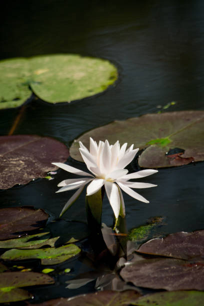 istock Water Lillies & Lily Pads 834040002