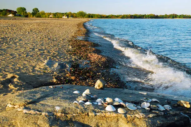 Photo of Shells on the shoreline