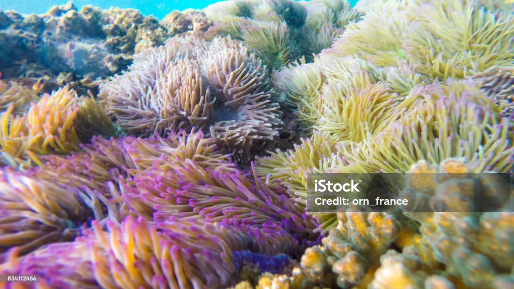  Anémonas Y Pez Payaso Que Se Encuentra En La Zona De Arrecifes De Coral Foto de stock y más banco de imágenes de Anémona