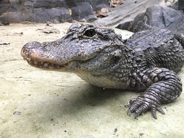 istock Yangtze chinese alligator 834134960