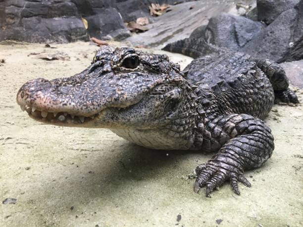 istock Yangtze chinese alligator 834135024