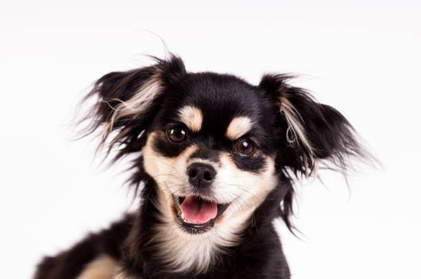 istock Cute little dog on white background at studio 834136294