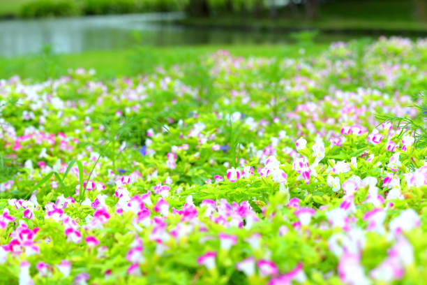 beautiful spring flowers in garden nature background.