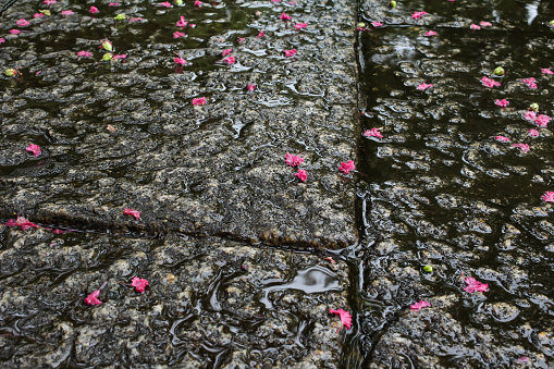 Brilliant cypress red flowers are falling on the rainy cobblestone stone pavement.