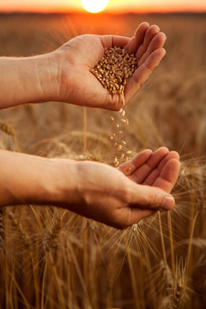 l'uomo versa grano di mano in mano sullo sfondo di un campo di grano - seed human hand wheat cereal plant foto e immagini stock