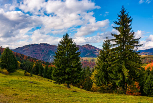 istock mountains with colorful foliage in conifer forest 834166906